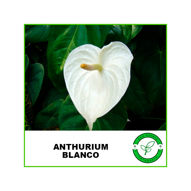 Anturium Blanco