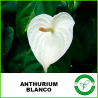 Anturium Blanco