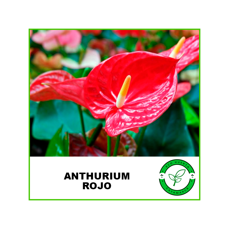 Anturium Rojo