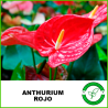 Anturium Rojo