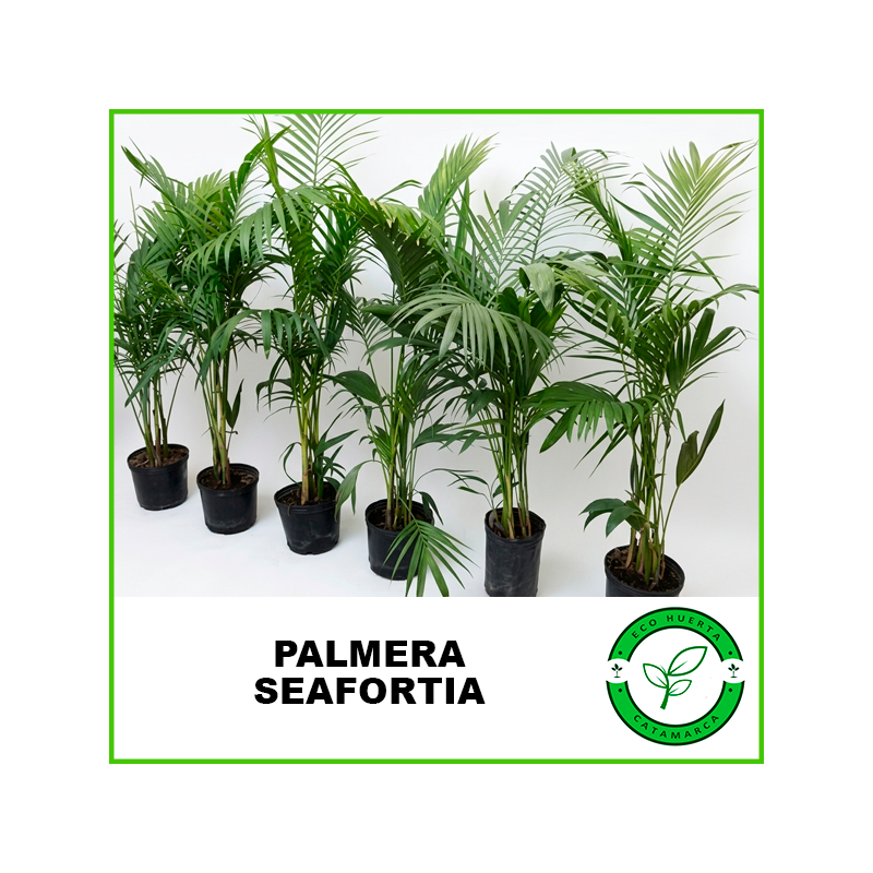 Palmera Seafortia 10lts
