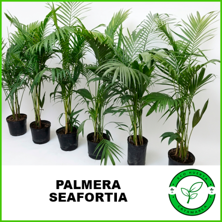 Palmera Seafortia 10lts