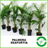 Palmera Seafortia 10lts