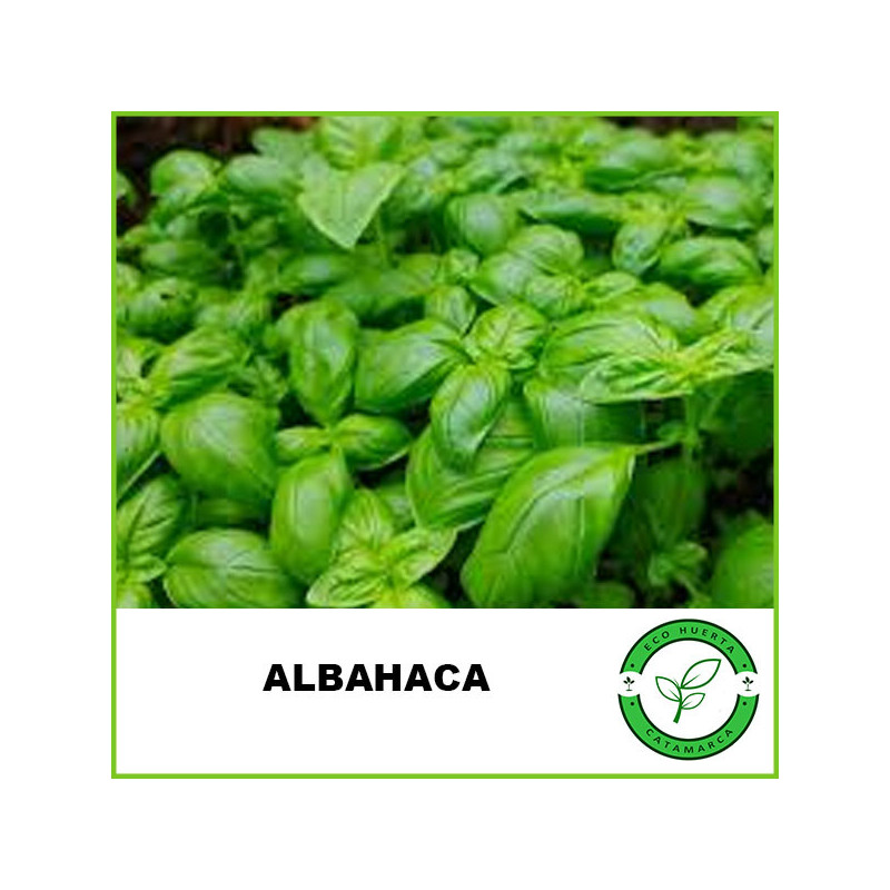 Albahaca