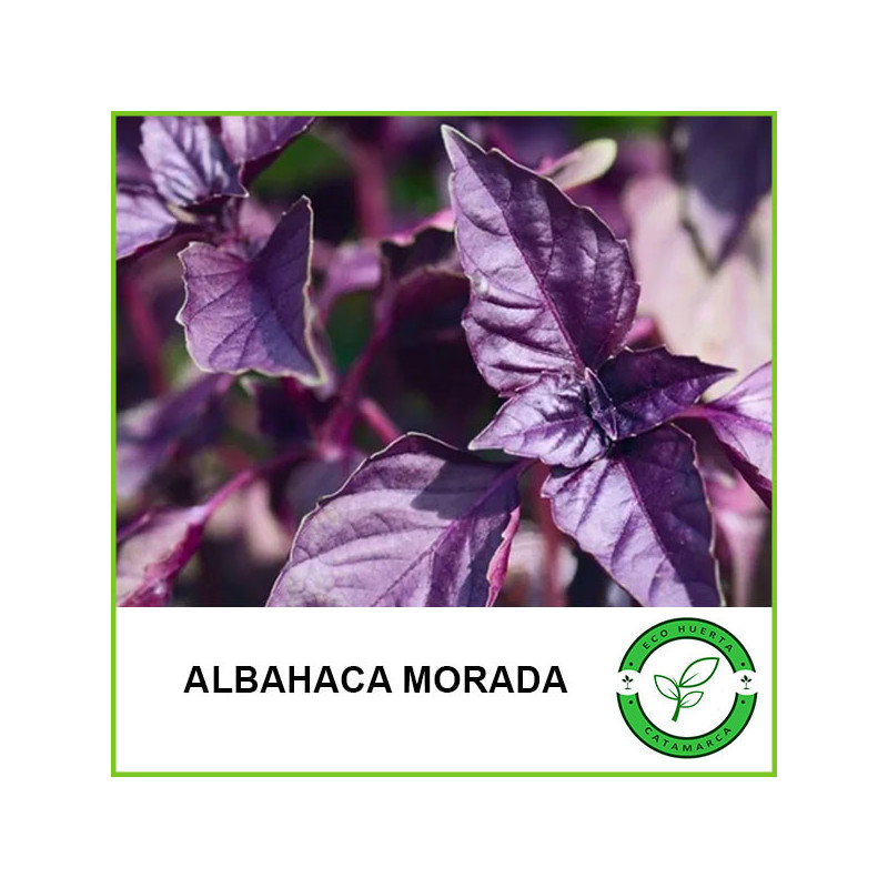 Albahaca morada