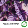 Albahaca morada