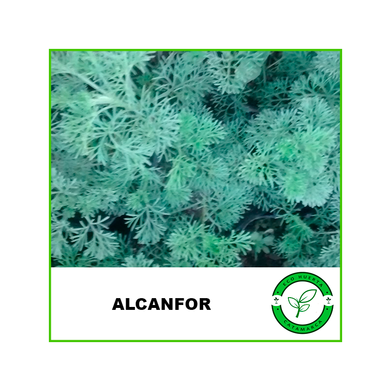 Alcanfor