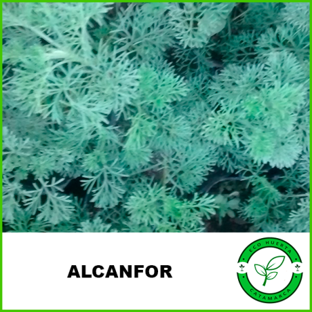 Alcanfor