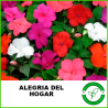 Alegria del Hogar
