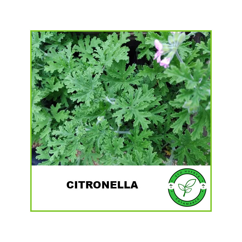 Citronella