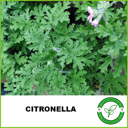 Citronella