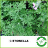 Citronella