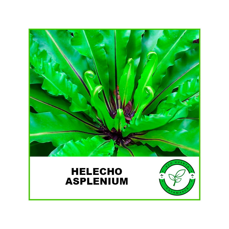 Helecho Asplenium