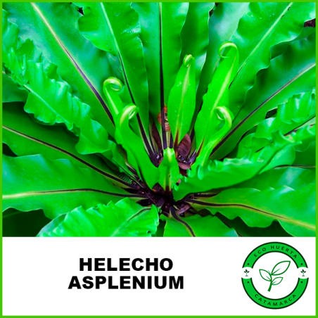 Helecho Asplenium