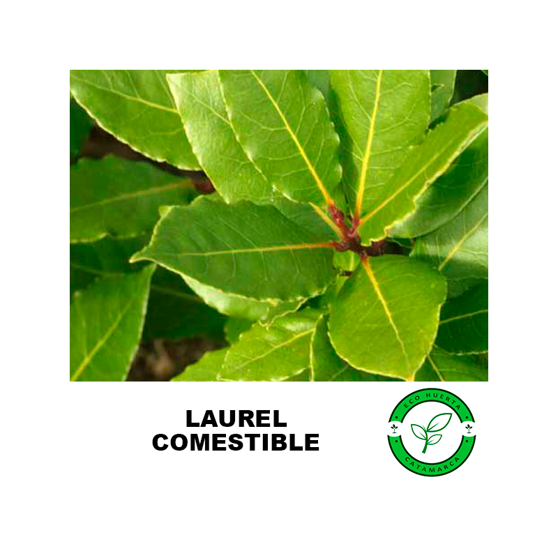Laurel