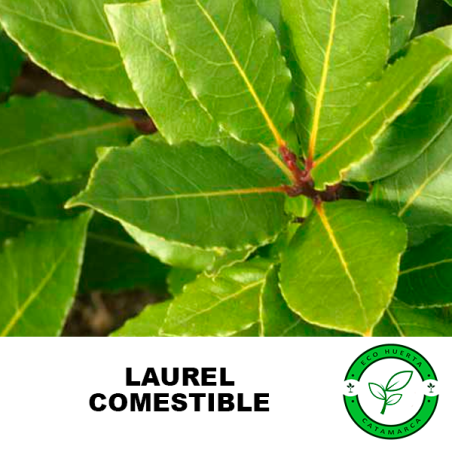 Laurel