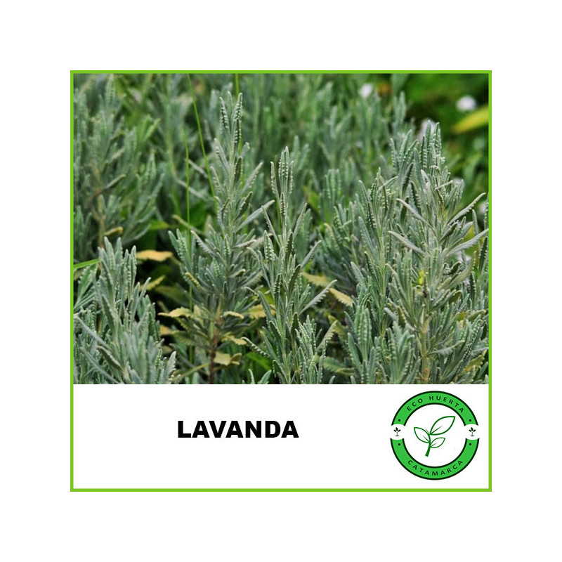 Lavanda