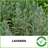 Lavanda