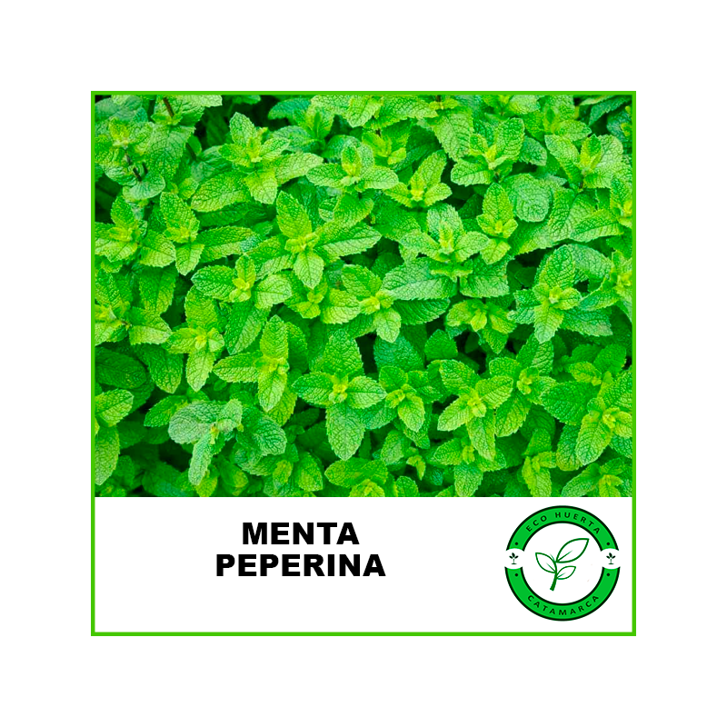 Menta Peperina