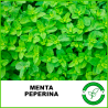 Menta Peperina
