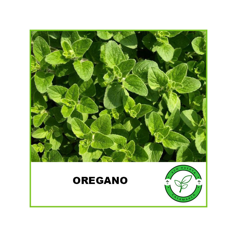 Oregano