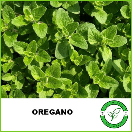 Oregano