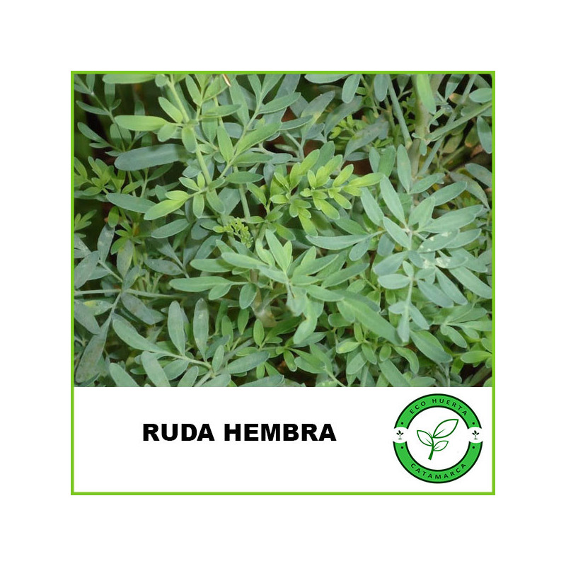 Ruda Hembra
