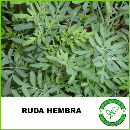 Ruda Hembra