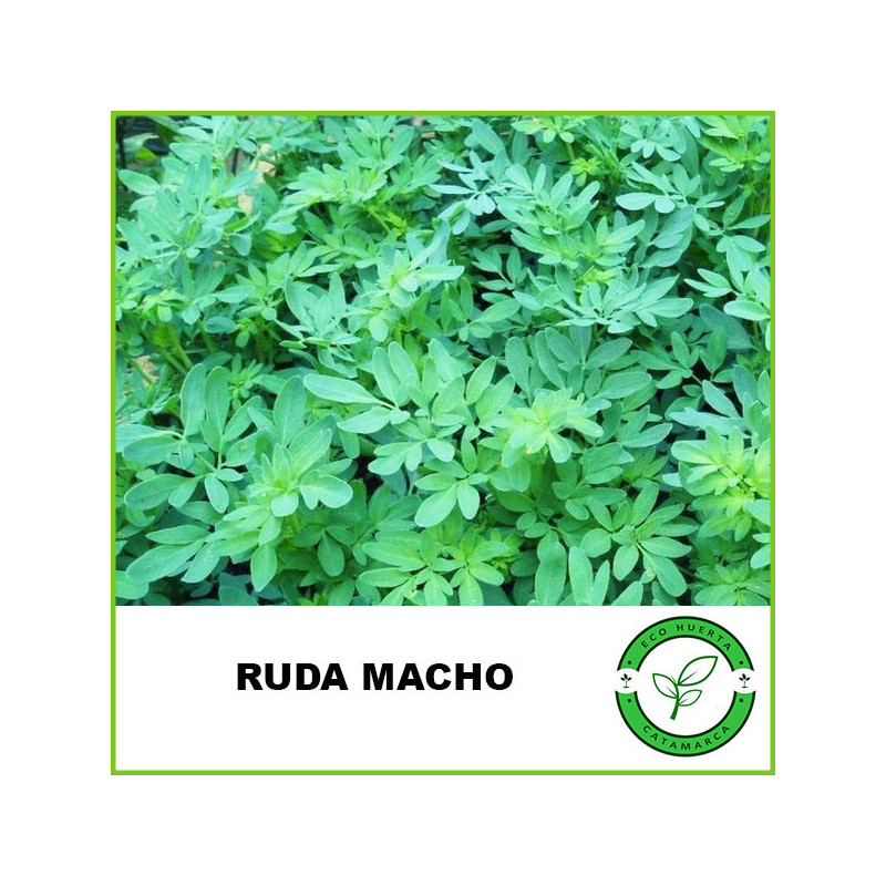 Ruda Macho