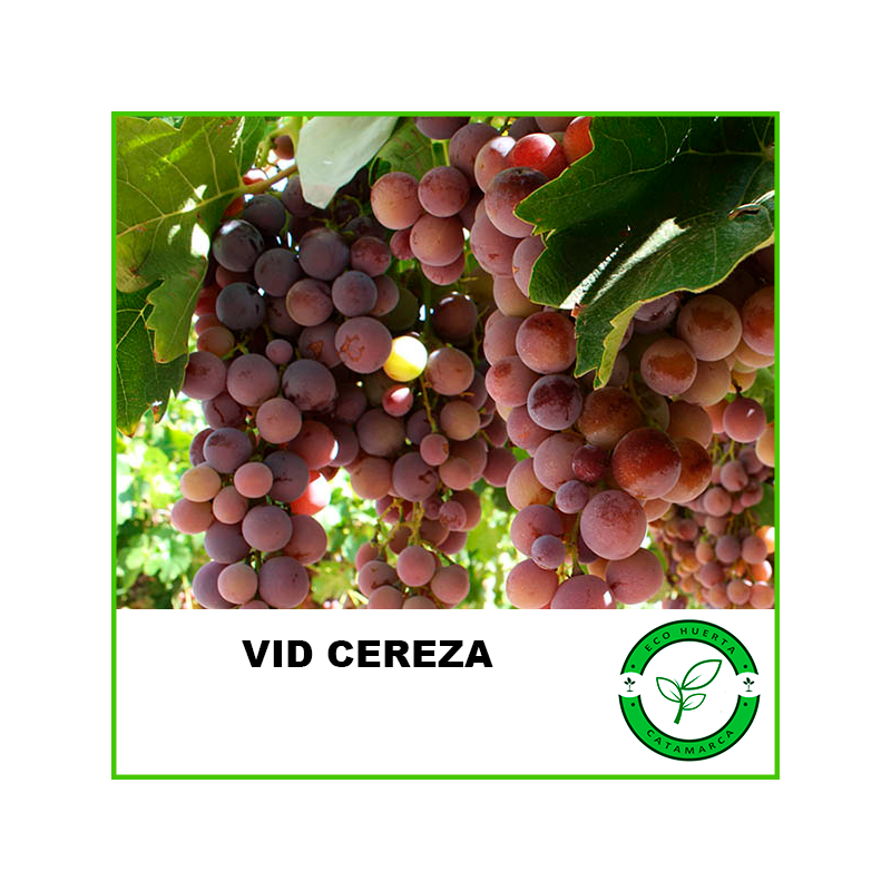 Vid Cereza