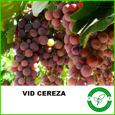 Vid Cereza