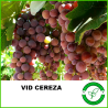Vid Cereza