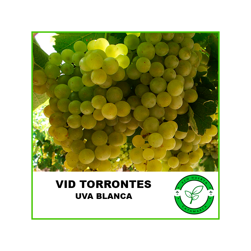 Vid Torrontes
