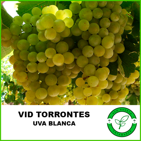 Vid Torrontes