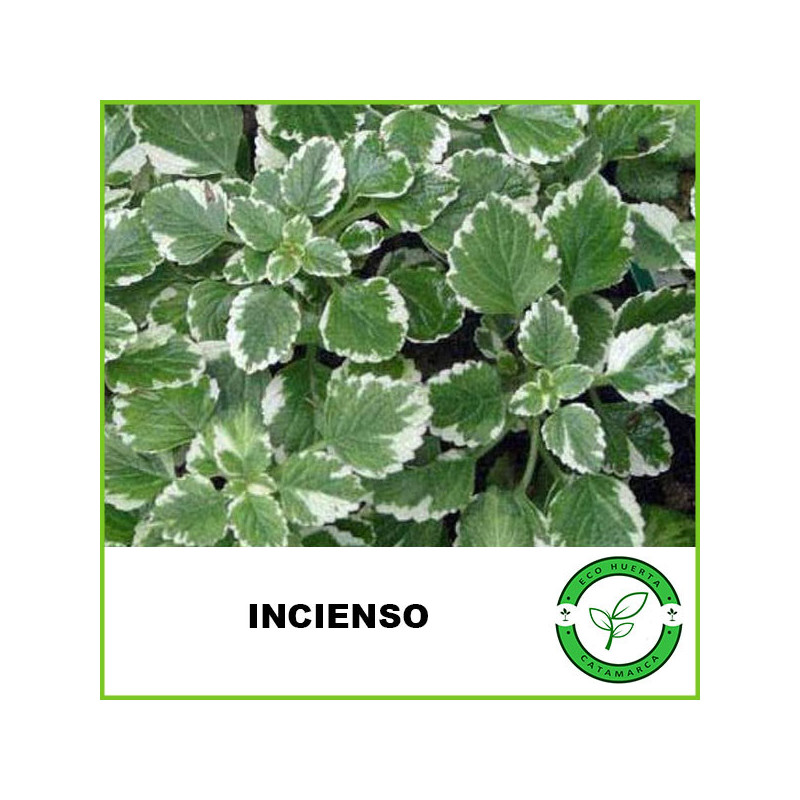 Incienso