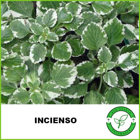 Incienso