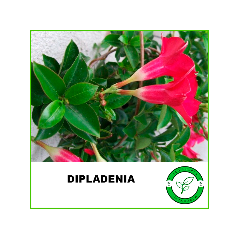 Diplademia