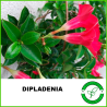 Diplademia