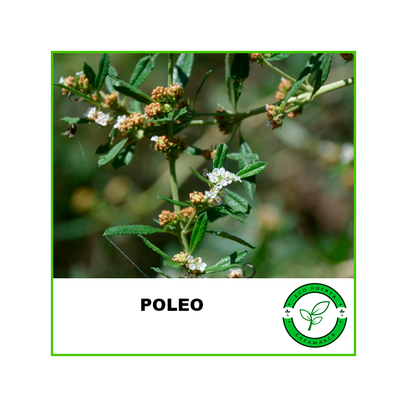 Poleo