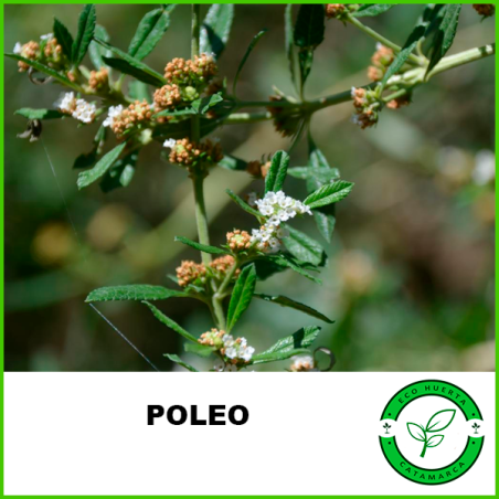 Poleo