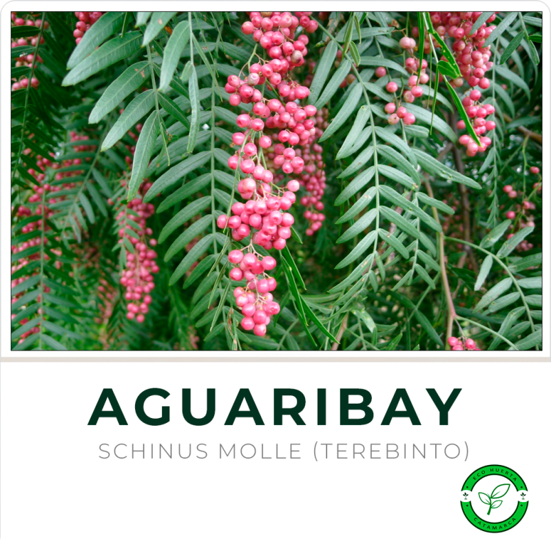 Aguaribay o Terebinto