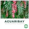 Aguaribay o Terebinto