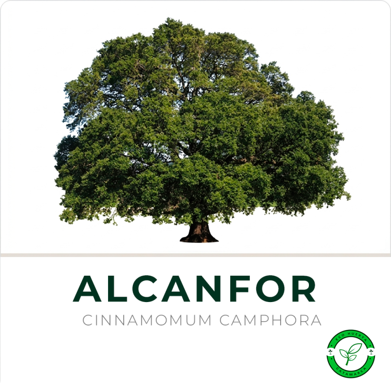 Alcanforero