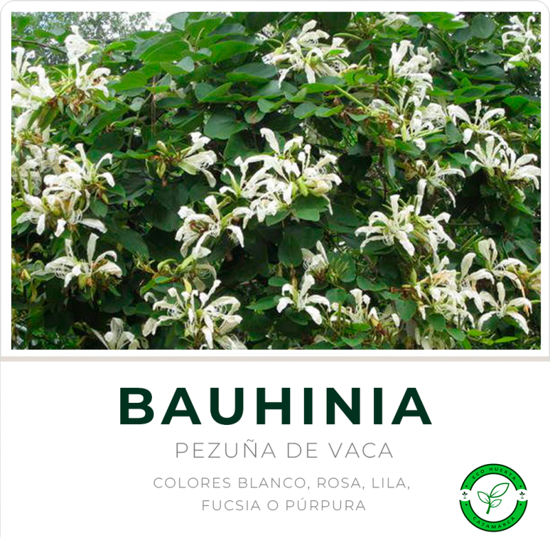 Bahuinia (Pezuña de Vaca)