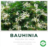 Bahuinia (Pezuña de Vaca)