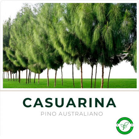 Casuarina