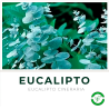Eucalipto Cineraria