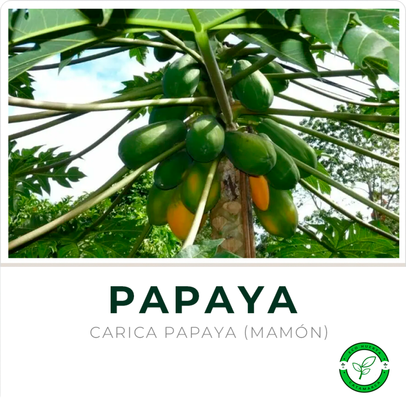 Papaya (Mamón)