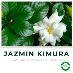 Jazmín Kimura