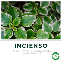 Incienso